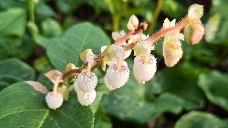 Salal (Gaultheria shallon)