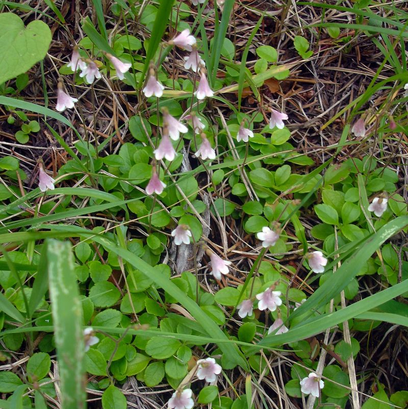 Twinflower Creates A Soft Native Groundcover