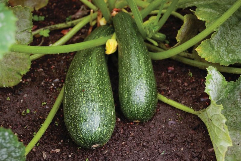 Zucchini And Summer Squash 