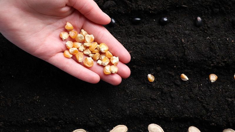 Corn Standing Tall With Golden Ears