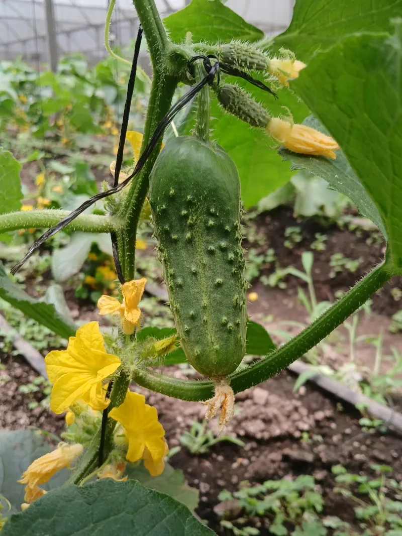 Cucumbers Which Crave The Heat
