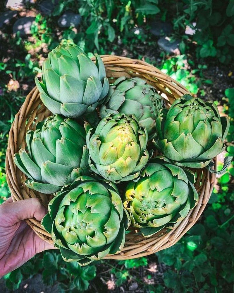 Artichokes With Their Dramatic, Tricky Globe-Shaped Buds