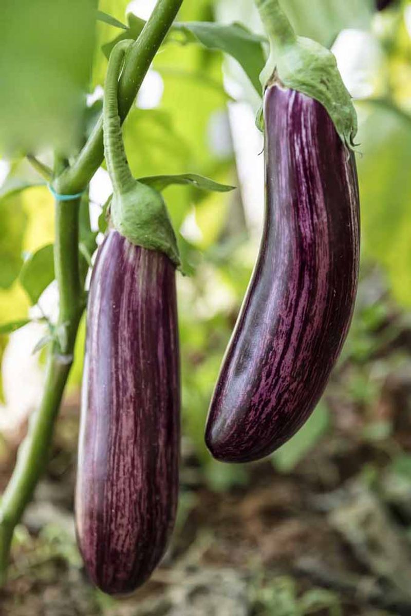 Eggplant Waiting To Shine Purple