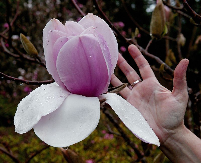 Magnolia