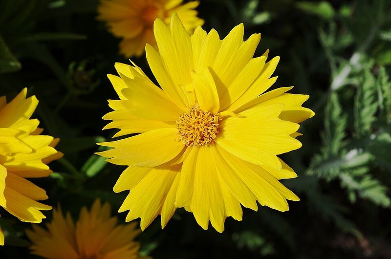 Coreopsis Keeps Georgia Gardens Bright With Long Lasting Yellow Flowers