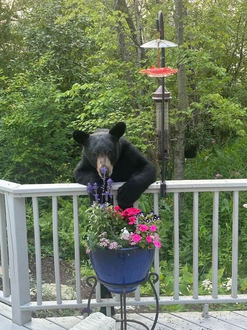 Warmer Winters Mean Bears Are Out Longer Each Year