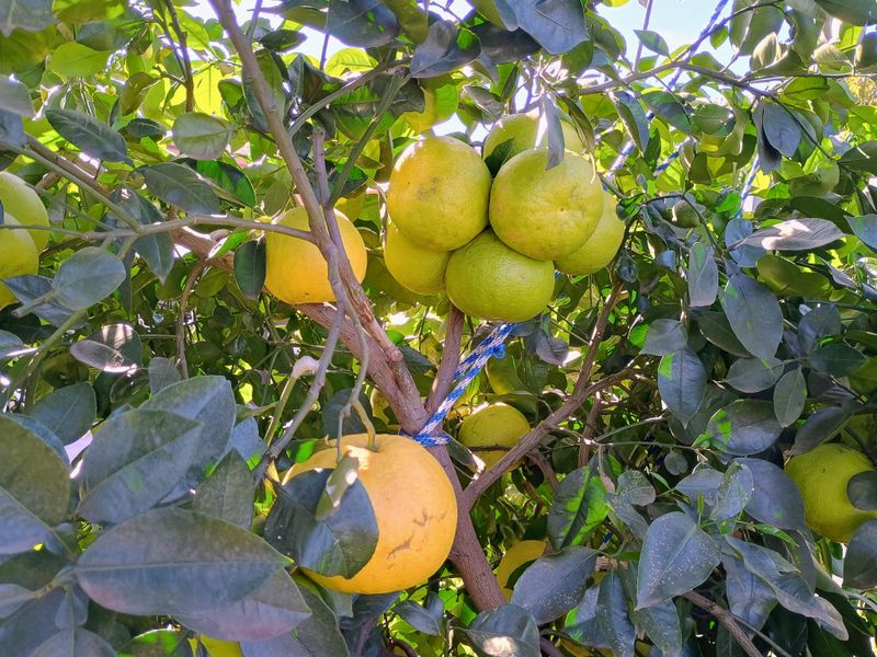 Oroblanco Grapefruit