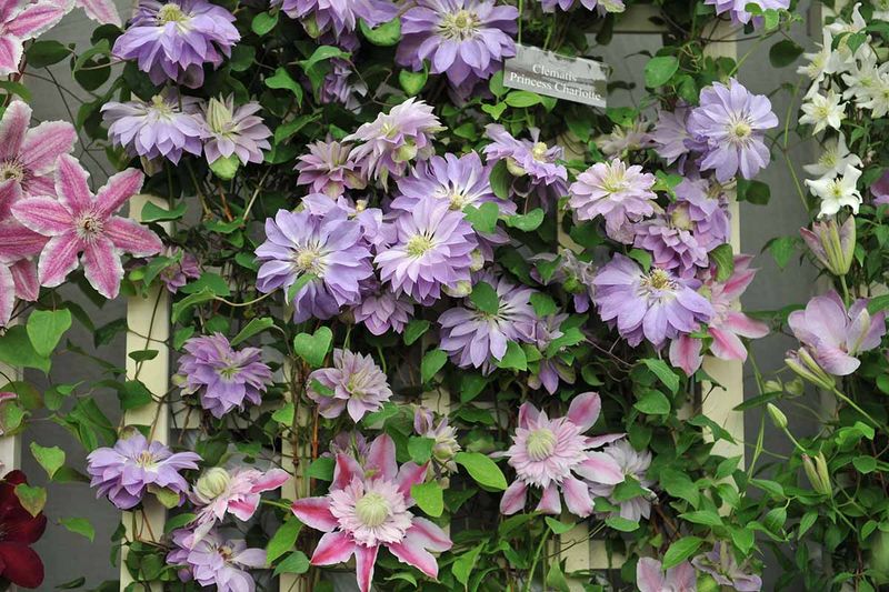 Clematis (Clematis spp.)