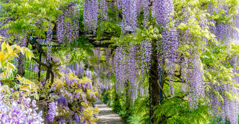 wisteria vine