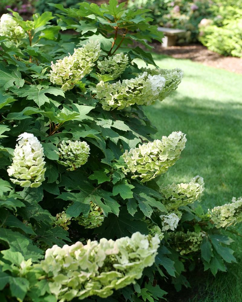 Oakleaf Hydrangea Produces Large Blooms With Strong Garden Impact