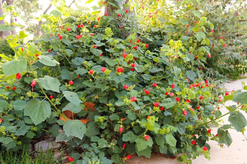 Turk's Cap