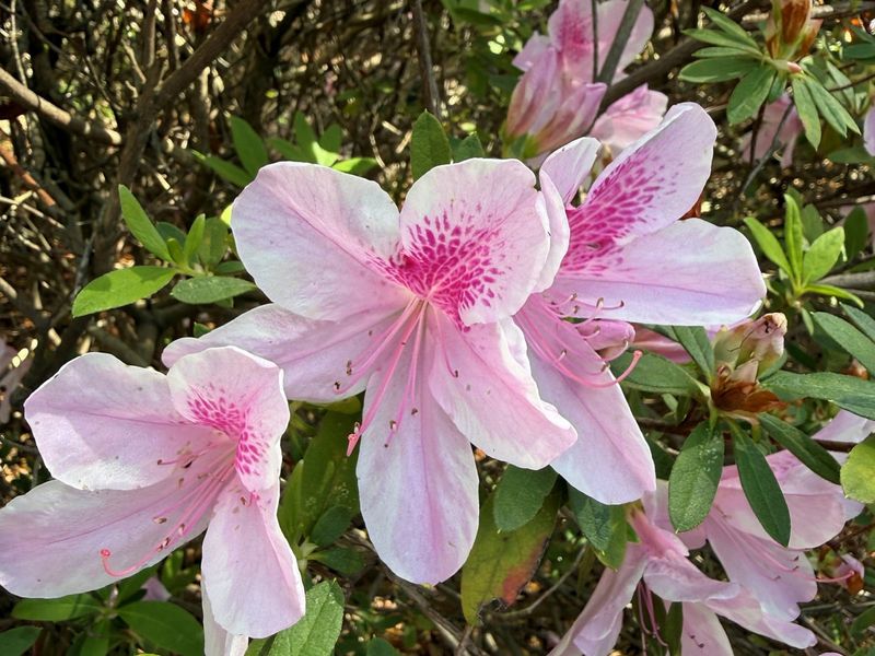 Azalea Bursting With Colorful Petals