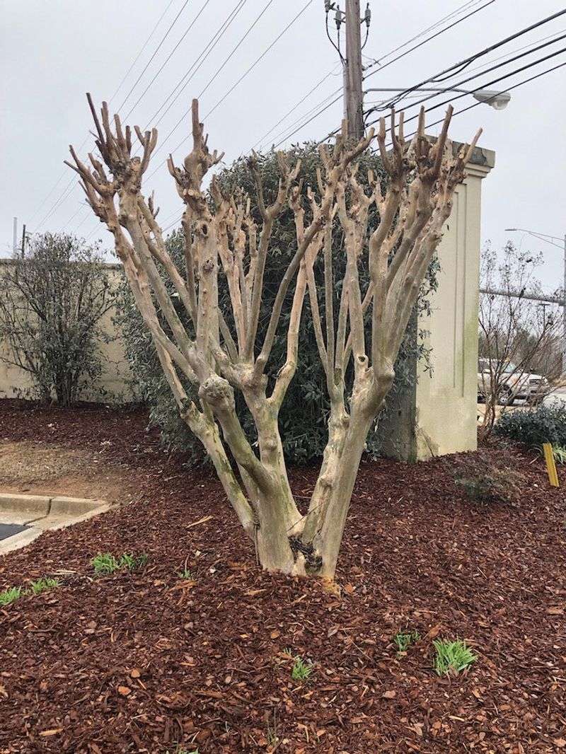 Crape Myrtle Pruning Helps Shape Fresh Spring Growth