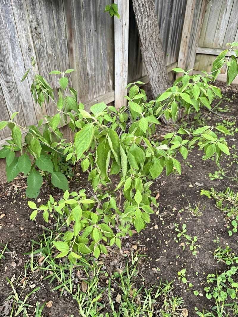 Late Pruning Reduces Flower And Berry Production