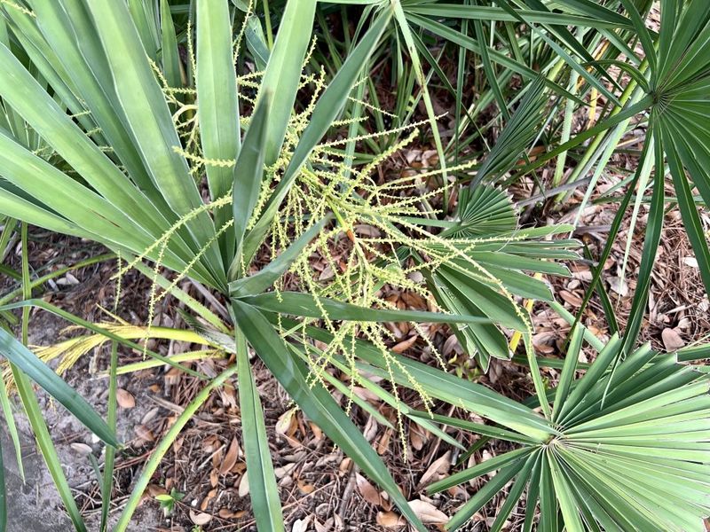Saw Palmetto Stays Neat And Strong