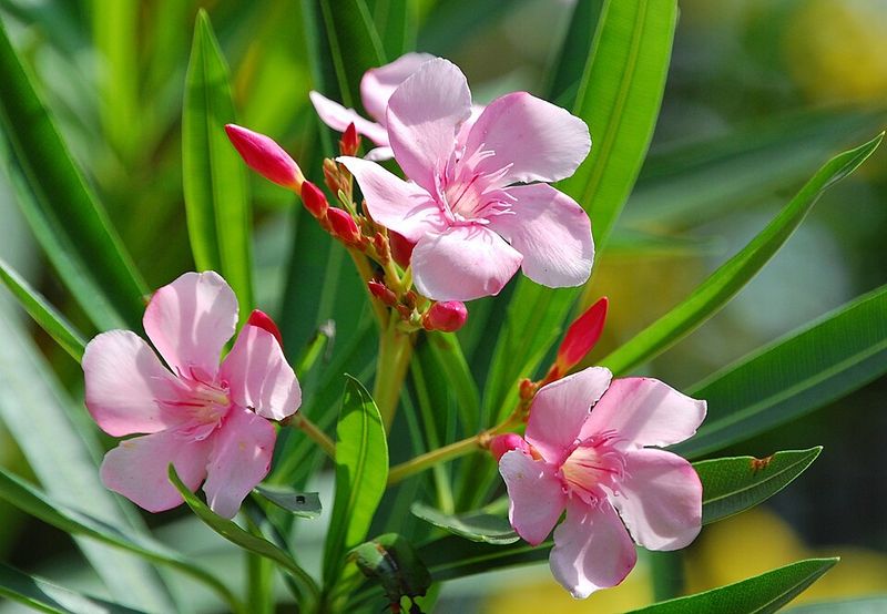 Oleander Shapes Easily And Boosts Bloom Potential