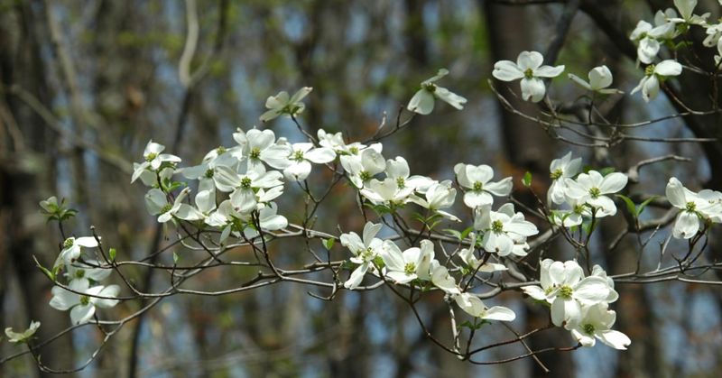 Dogwood Sets Flower Buds Before The Season Begins
