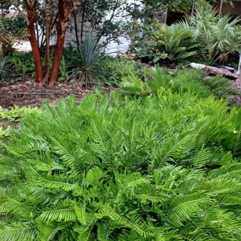 Coontie Covers The Ground Around Beds And Foundation Plantings