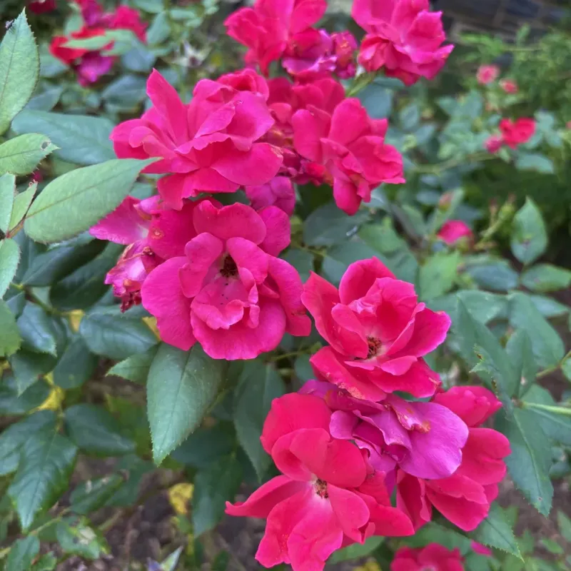 Knockout Roses Thrive With March Cutbacks