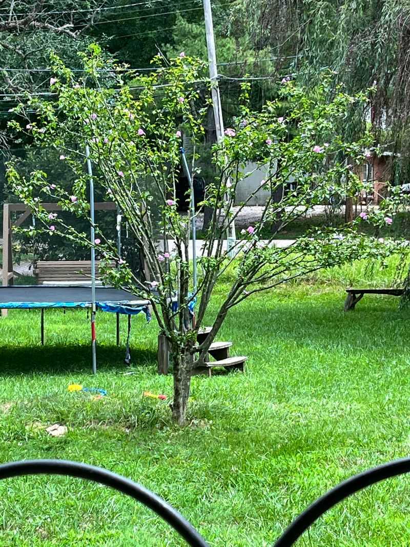 Rose Of Sharon Flowers On New Growth And Handles March Pruning