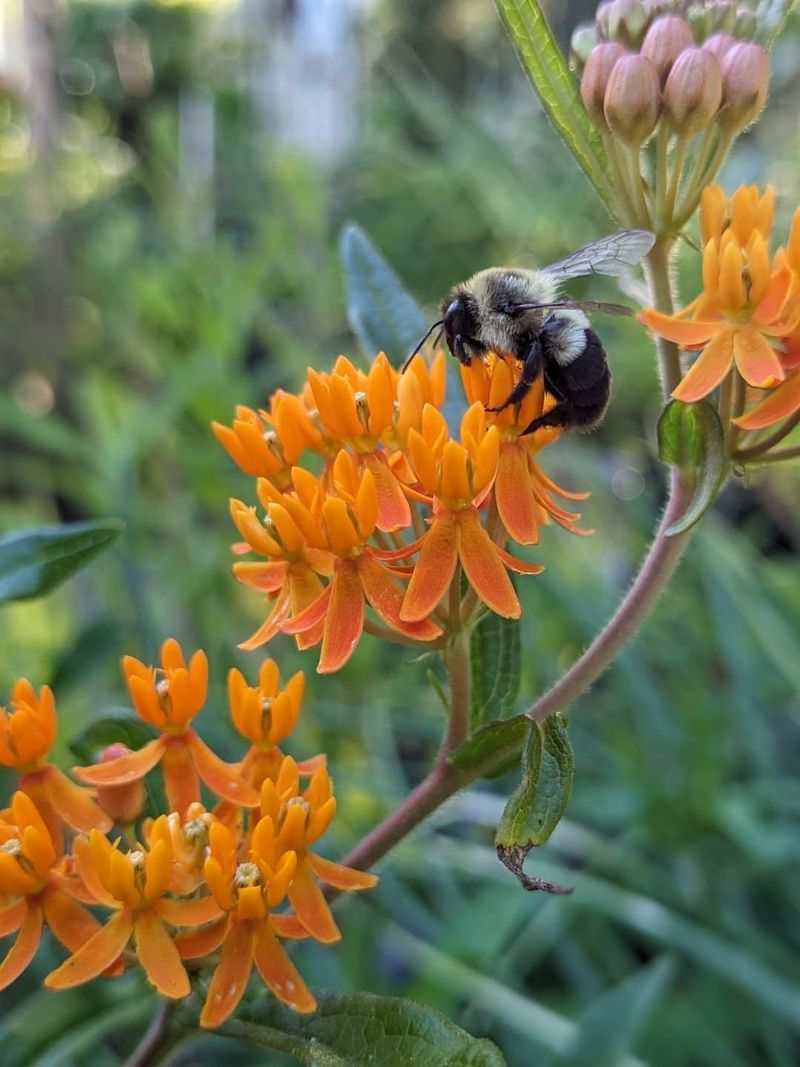 Butterfly Weed 