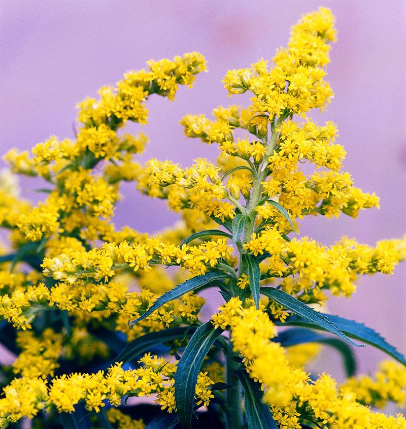 Goldenrod 