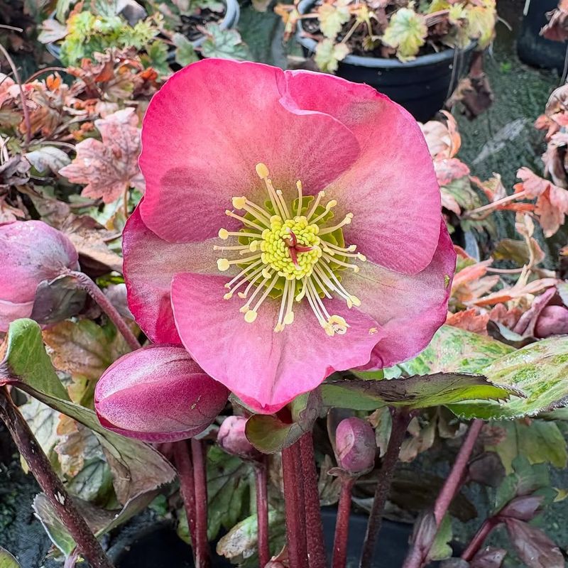 Hellebore
