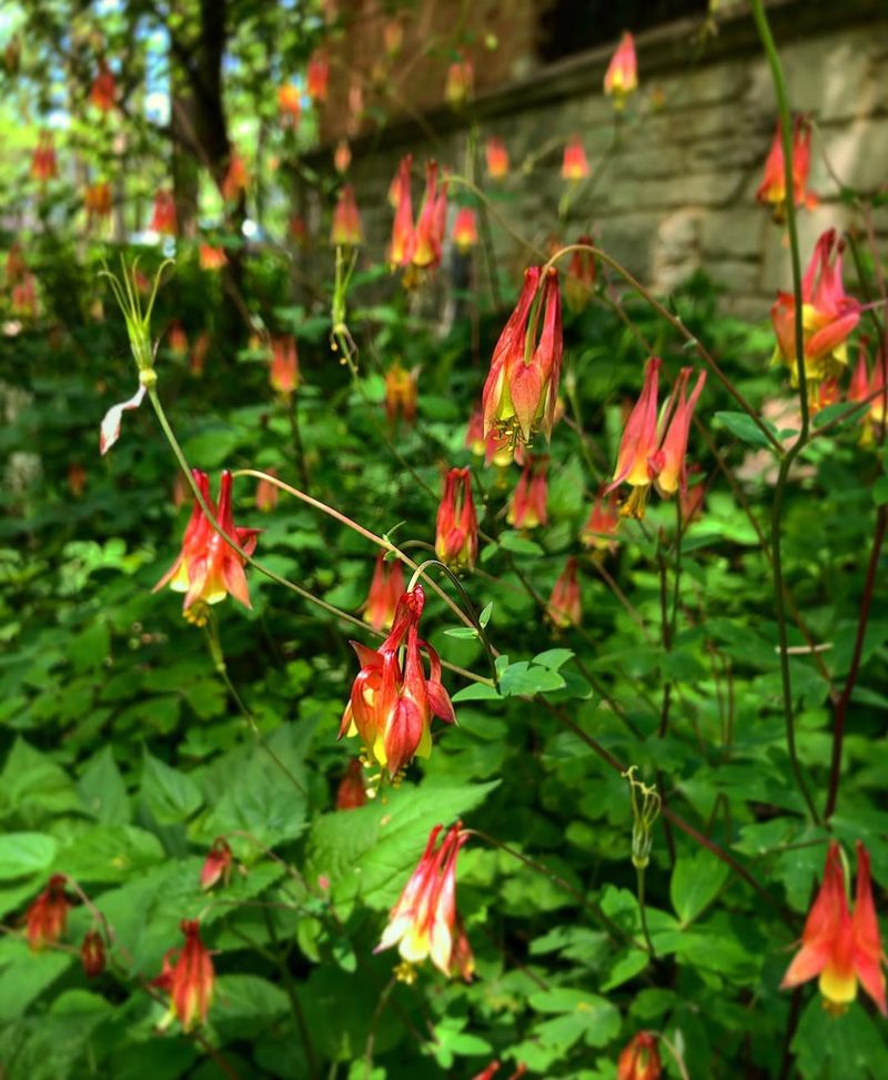 Wild Columbine