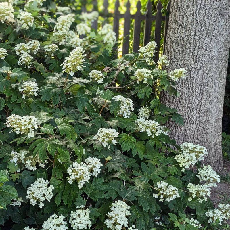 Oakleaf Hydrangea Adds Native Beauty And Structure