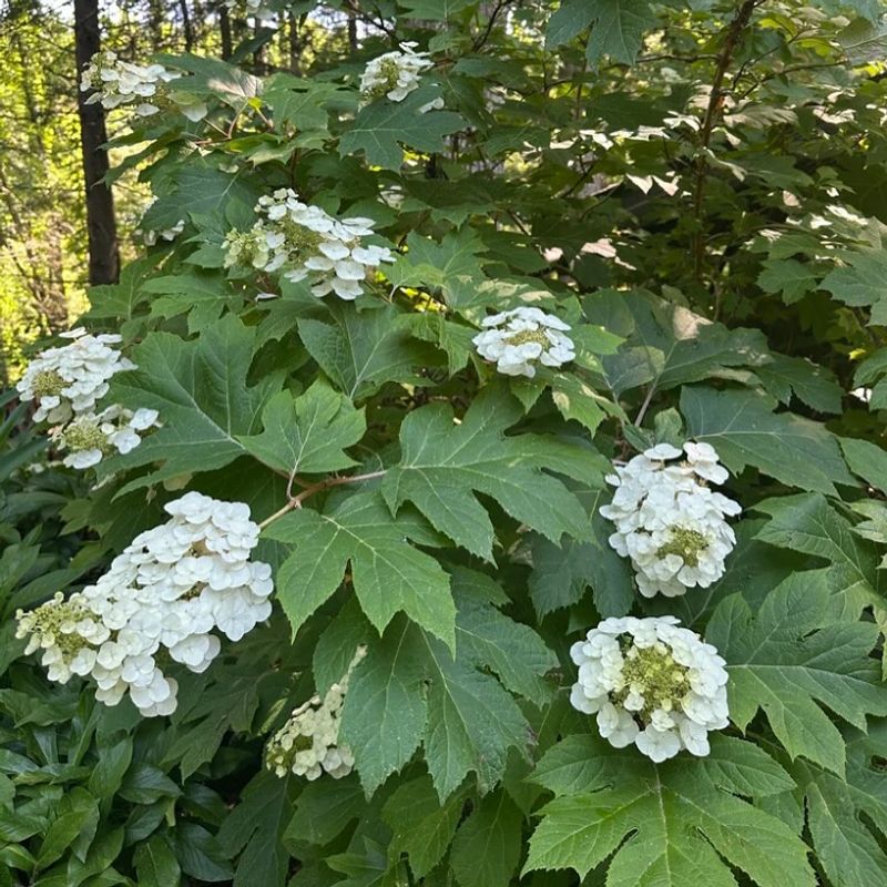 Oakleaf Hydrangea Thrives In Warm Humid Gardens