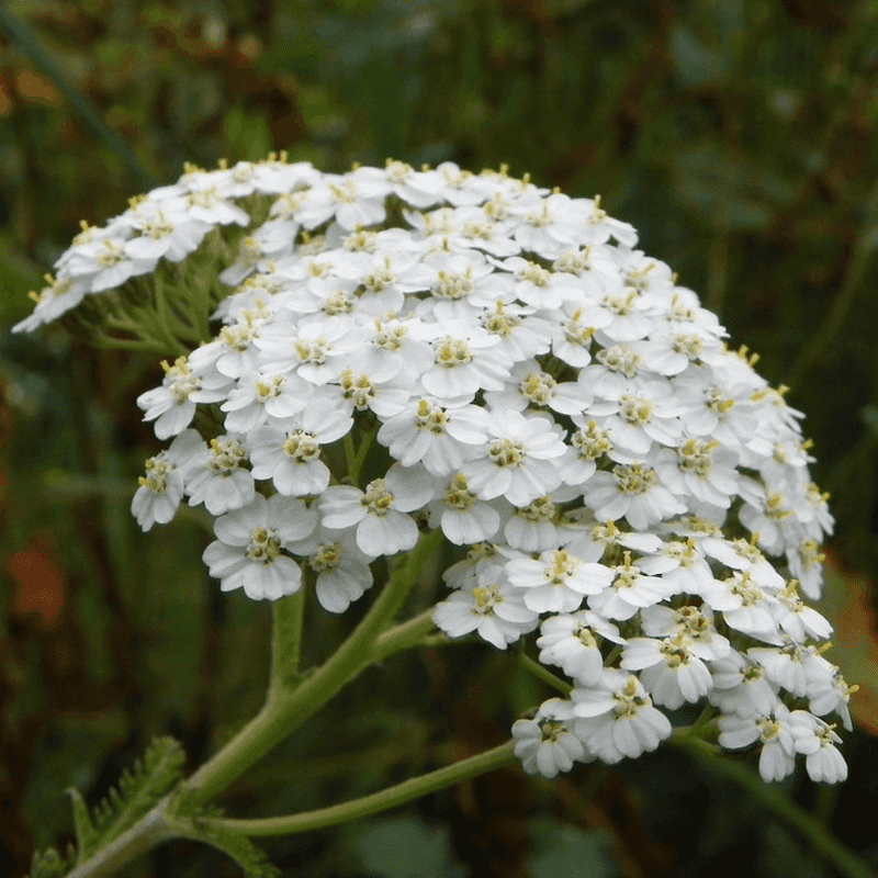 Yarrow Handles Dense Soil Better Than Its Delicate Look Suggests