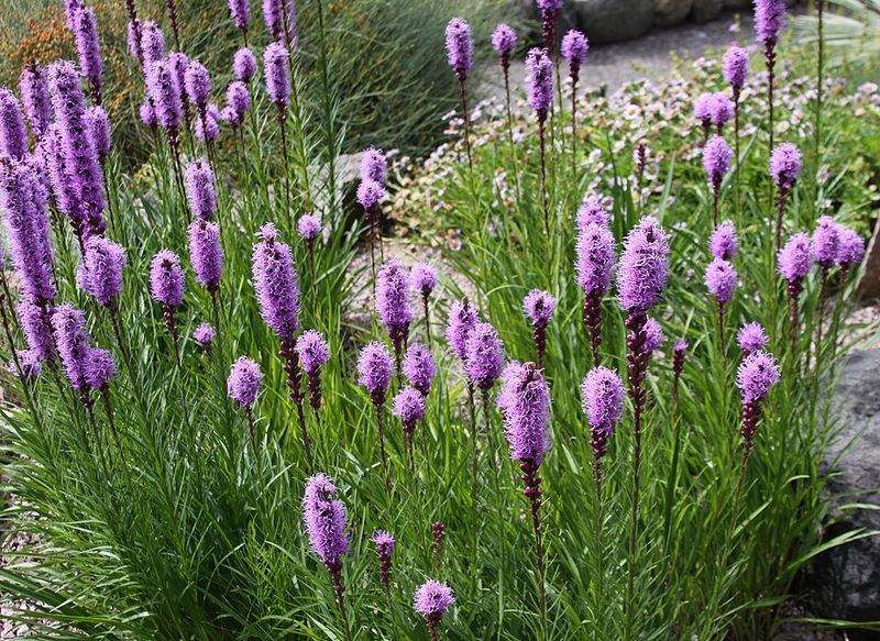 Blazing Star Adds Vertical Drama And Nectar For Pollinators