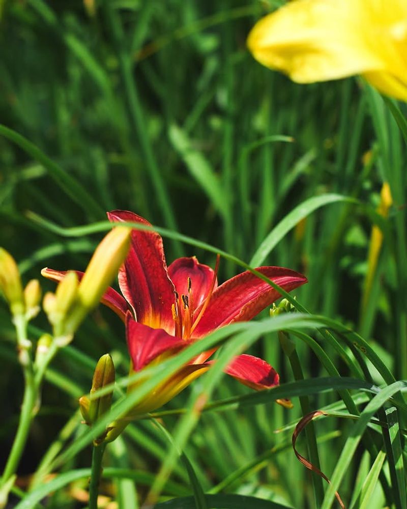 Red Daylily Delivers Strong Blooms That Return Without Fuss