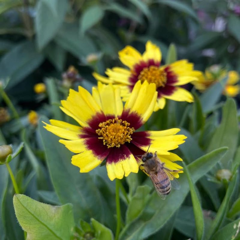 Coreopsis Provides Nectar For Pollinators Through Summer