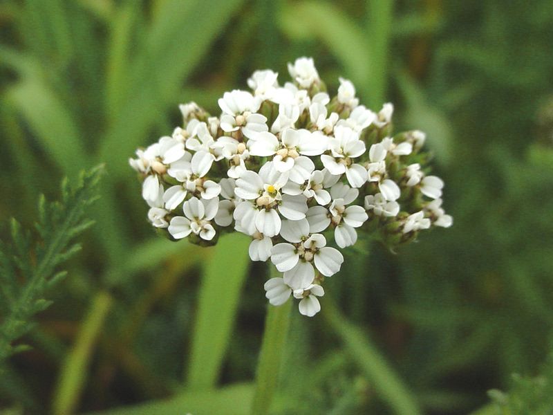 Yarrow Handles Ohio Clay Like It Was Made For It
