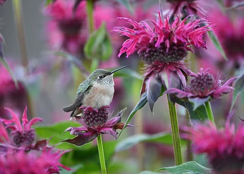 The Nectar-Rich Blooms Easily Attract Hummingbirds