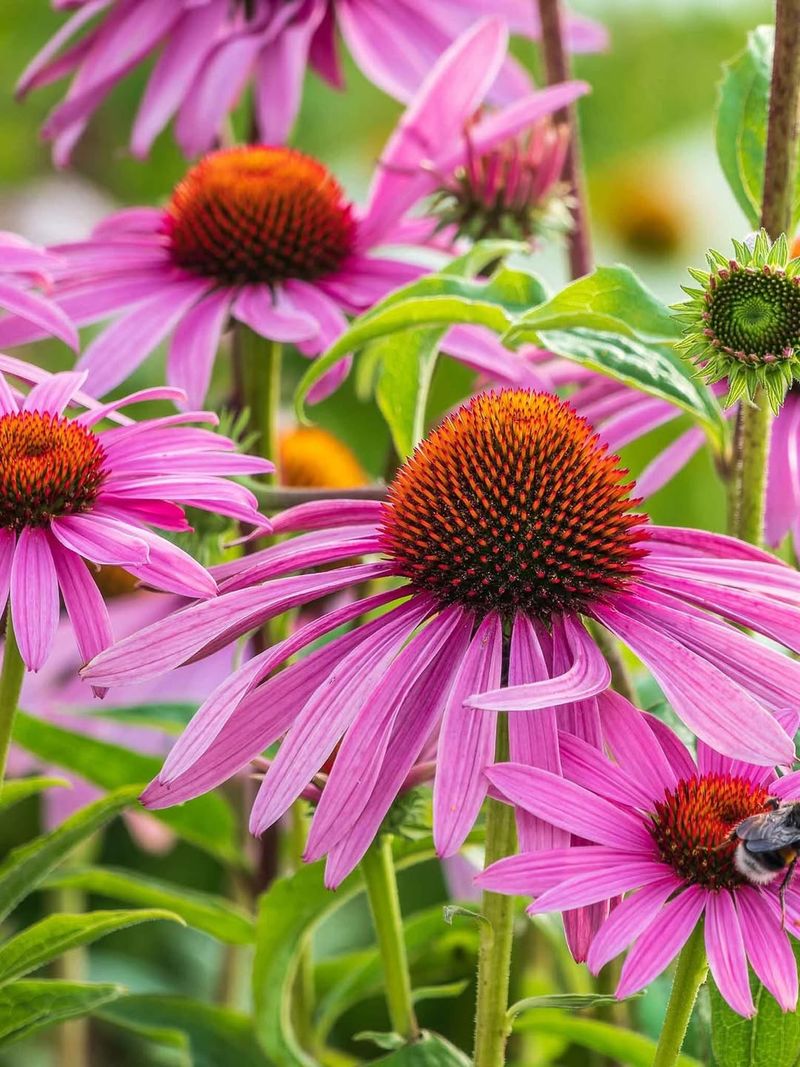 Purple Coneflower Produces Nectar Rich Flowers Bees Love
