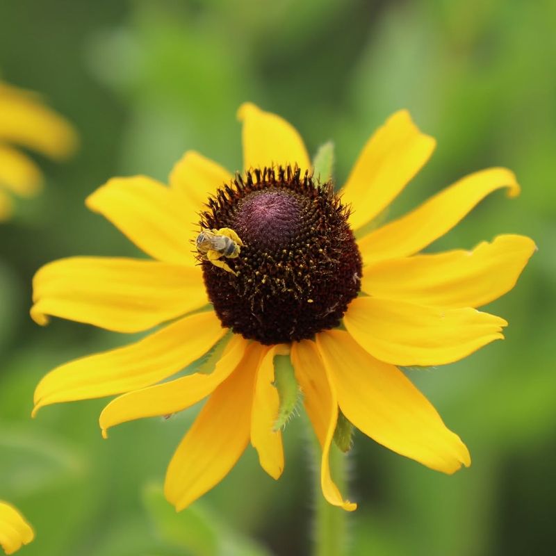 Black-Eyed Susan (Rudbeckia Hirta)
