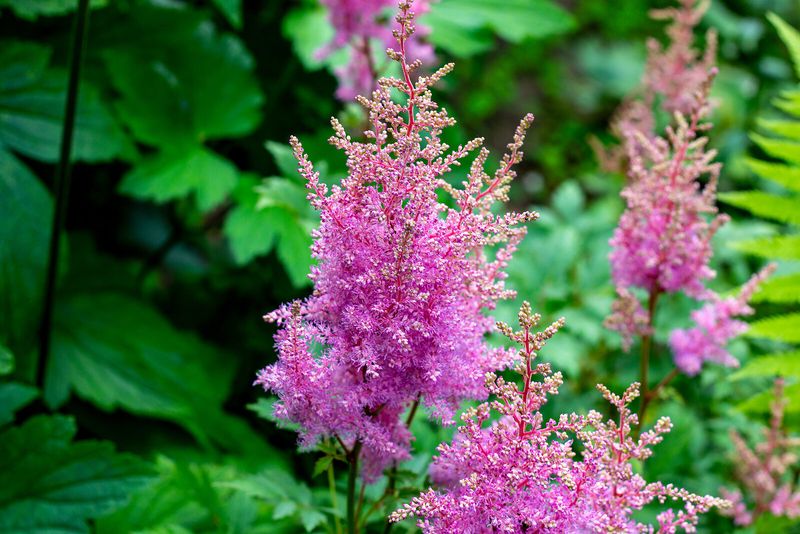 Astilbe (Astilbe Spp.)