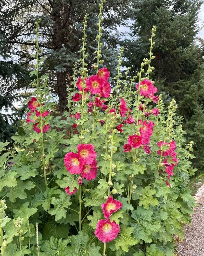 Hollyhock (Alcea rosea)