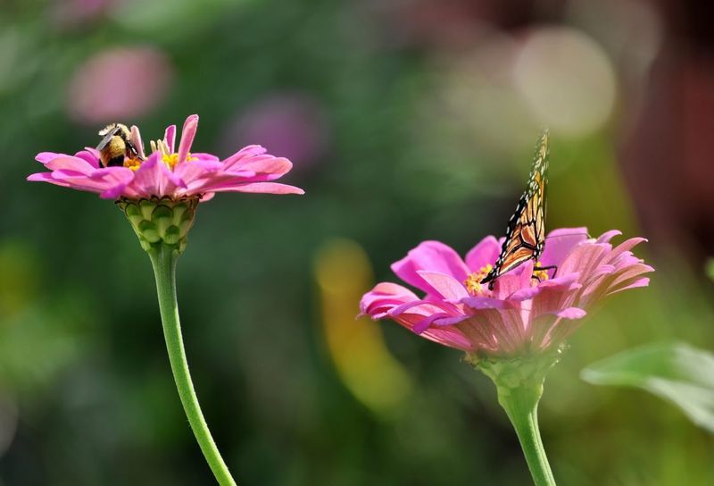 Zinnias (Zinnia Elegans)