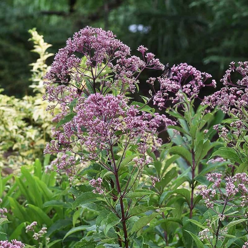 Joe Pye Weed Loves Moist, Heavy Conditions