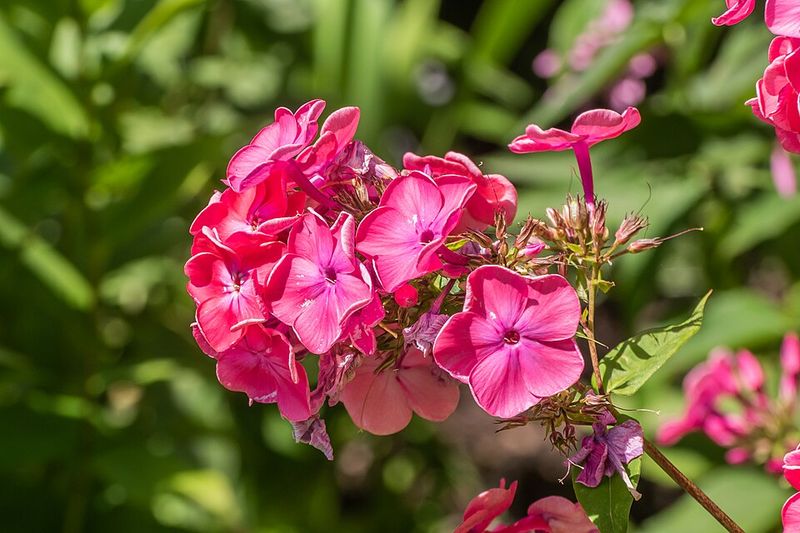 Garden Phlox Brings Fragrant Summer Blooms