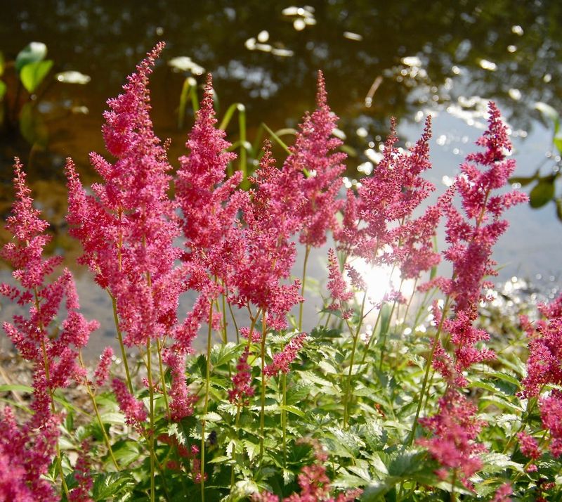 Astilbe With Feathery Plumes