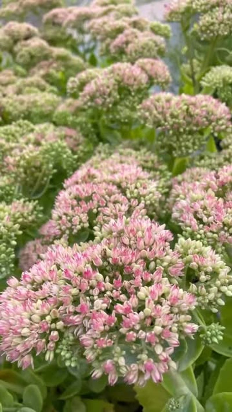 Sedum