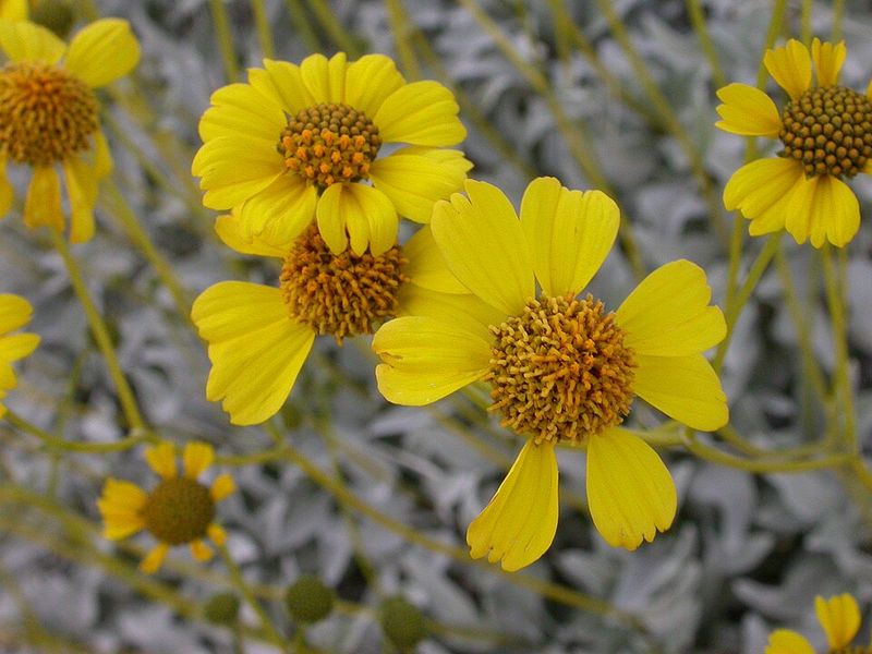 Brittlebush Offers Silvery Leaves And Yellow Flowers In Sunny Spots