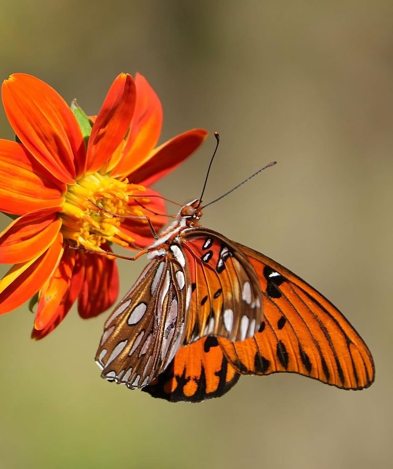 Butterflies Are Drawn To The Large Nectar Rich Flowers