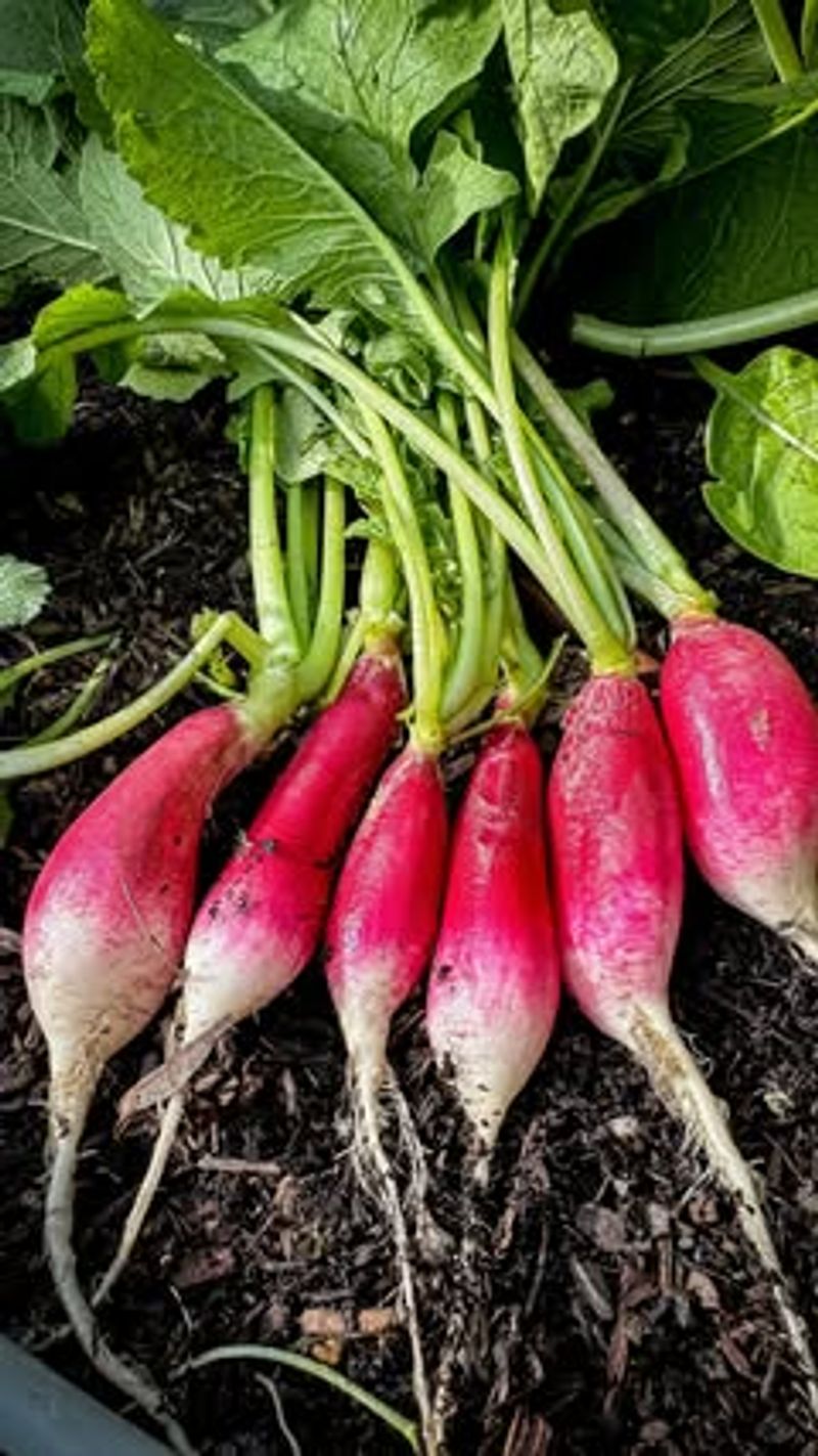 Radishes