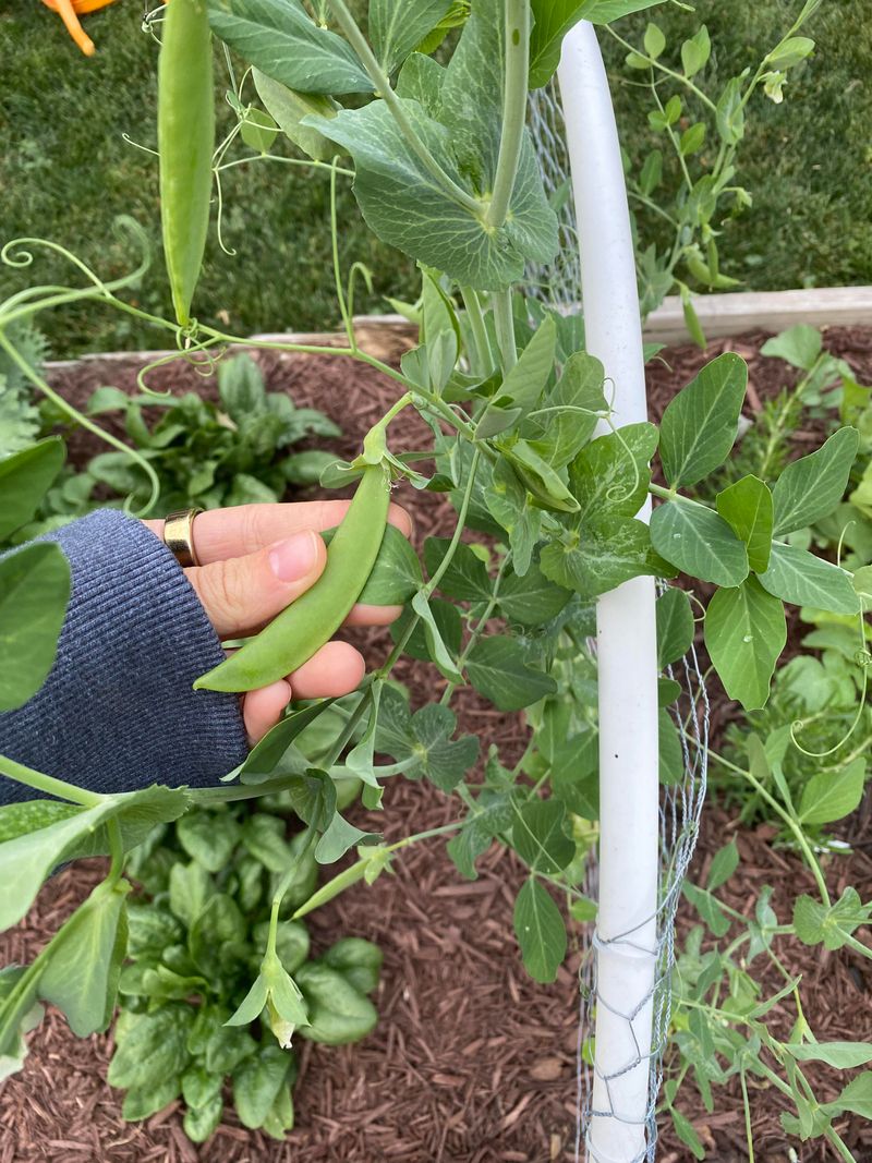 Peas Thrive In Mild Spring Temperatures