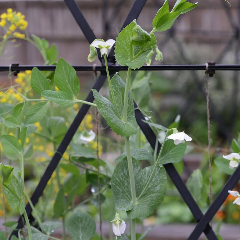 Peas Produce Best When Sown Before Warm Weather
